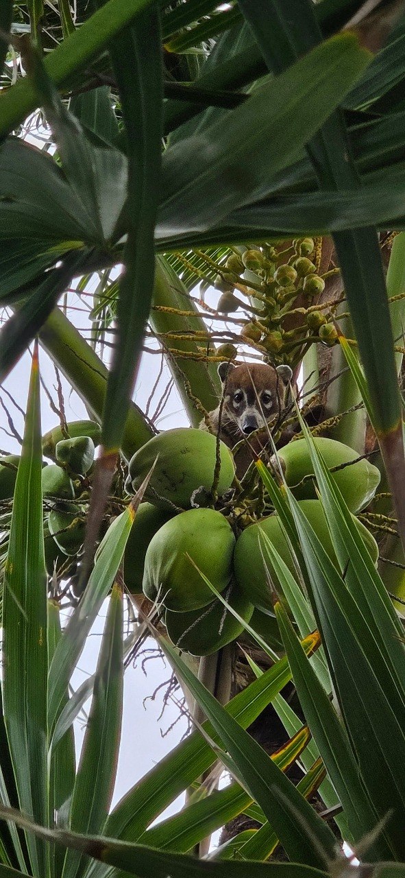 A small wild animal peering through palm fronds and coconuts